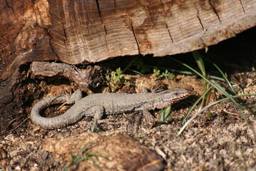 Lézard qui prend un bain de soleil