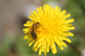 Abeille qui butine un pissenlit