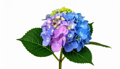 Hydrangea flower with vibrant blue and purple blooms and green leaves isolated on white background