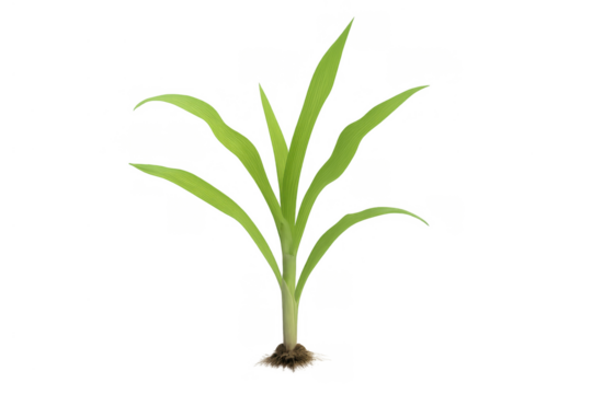 Young corn sprout with roots developing, symbolizing growth, farming, and new beginnings on a transparent background