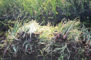 Happy Farmers Reap High Shallot Prices During Bountiful Harvest