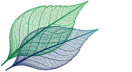 Delicate Green and Blue Leaf Veins Overlapping on White Background