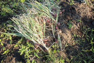 Happy Farmers Reap High Shallot Prices During Bountiful Harvest