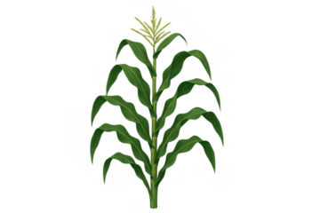 Tall corn plant as a symbol of agriculture, farming, and food crop, set against a clear background
