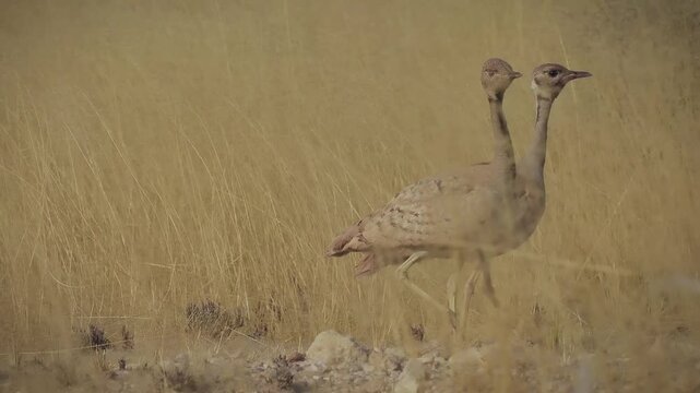 R&uuml;ppell's korhaan Heterotetrax rueppelii, also Ruppell's bustard, bird in fOtididae, native to southwestern Africa in Angola and Namibia, displaying and singing bustard in the grass.