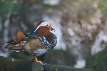 Fototapeta premium A mandarin drake Aix galericulata tropical bird sitting on wooden branch in zoo