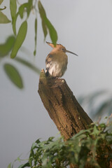 Eurasian hoopoe Upupa epops sitting on wood in garden