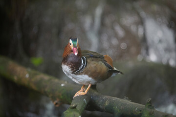 Fototapeta premium A mandarin drake Aix galericulata tropical bird sitting on wooden branch in zoo