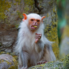 Silvery Marmoset Eating an Insect