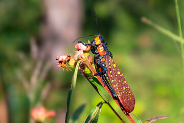Close-up macro photo of a Spotted Locust (Aularches miliaris), displaying its vibrant colors and detailed textures while perched on a plant in natural light.