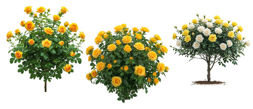 A beautiful bush of garden  yellow roses isolated on a transparent background