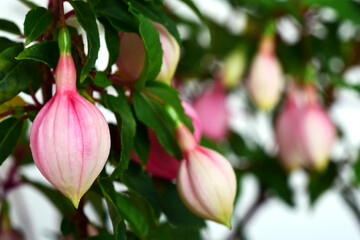 fuchsia flowers purple and pink, petals and leaves