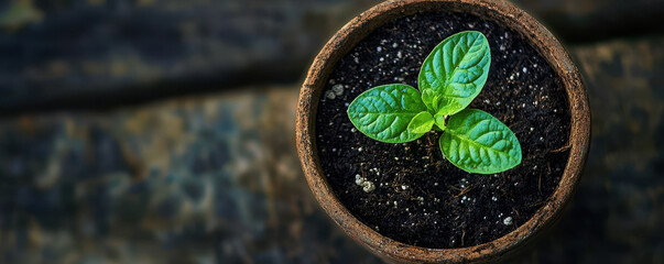 Close up of plant growing in recycled container, showcasing vibrant green leaves and rich soil, symbolizing growth and sustainability