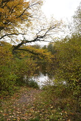 A peaceful path leads to a tranquil pond surrounded by the vibrant autumn foliage of trees on a crisp fall day