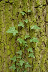 Green ivy vines growing on a textured tree bark covered with moss, close-up detail of nature's intricate patterns