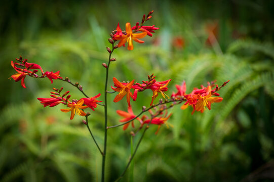 Briliant Crocosmia Flowers, Koke'e State Park, Kaua'i, Hawaii. A close-up of briliiant crocosmia flowers at Koke'e State Park on the island of Kaua'i.