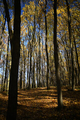 Hornbeam forest. Autumn landscape. 