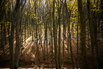 Hornbeam forest. Autumn landscape. 