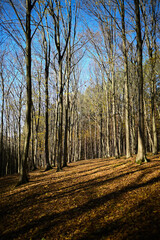 Hornbeam forest. Autumn landscape. 