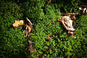 Moss texture. Green Nature background.