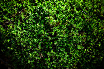 Moss texture. Green Nature background.
