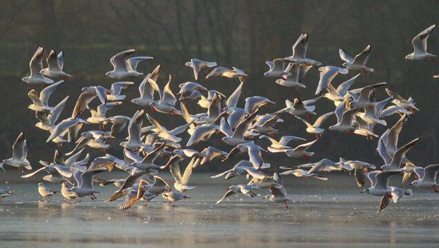 Un envol de mouettes en hiver