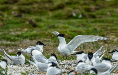 Sterne caugek,Thalasseus sandvicensis, Sandwich Tern, nid, colonie