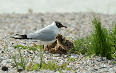 Mouette rieuse, nid, jeune,Chroicocephalus ridibundus, Black headed