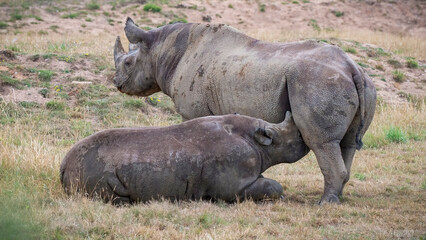 Fototapeta premium Black Rhinoceros Calf Feeding from its Mother