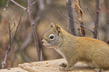 A Red Squirrel having Lunch
