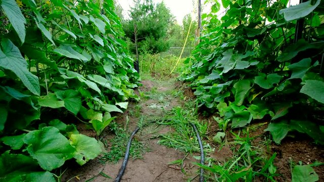 Rising camera from ground level revealing arch shaped trellis full blooming gherkin cucumber plants tangling its vines to cattle panels