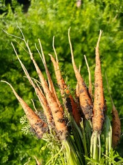 a bunch of young carrots, carrots pulled out of the ground, harvest from the plot, organic products, healthy vegetables