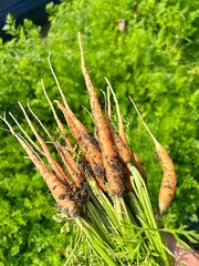 a bunch of young carrots, carrots pulled out of the ground, harvest from the plot, organic products, healthy vegetables
