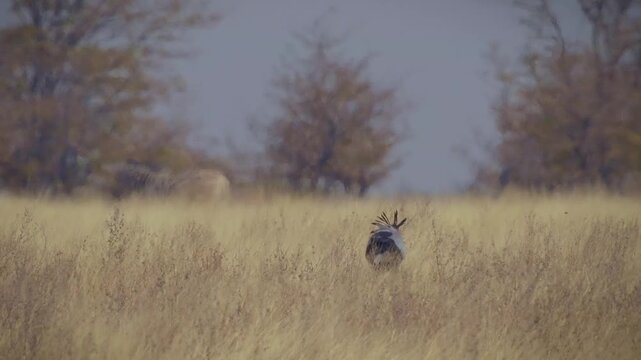 Secretarybird or Secretary Bird - Sagittarius serpentarius large terrestrial bird of prey walks and hunts in the savannah on very long legs, endemic to Africa in grassland.