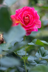 Peace rose bloom with yellow pink petals and tight bud