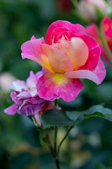 Cluster of Peace roses with yellow pink petals on garden bush
