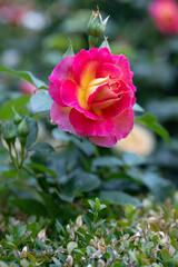 Peace rose with yellow pink petals and unopened buds