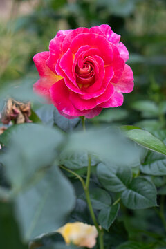 Single Peace rose standing tall with yellow pink petals