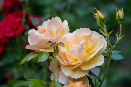 Apricot hybrid tea rose blooming among green leaves