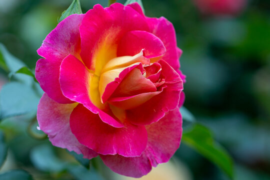 Yellow pink Peace rose in full bloom on green bush