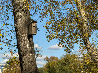 Wooden Birdhouse Autumn Tree Blue Sky Park