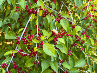 Close Up Green Leaves Vibrant Red Berries