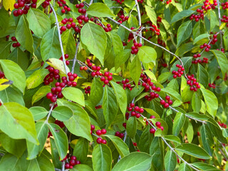 Close Up Green Leaves Vibrant Red Berries Texture