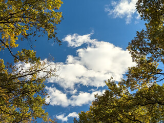 Autumn Yellow Leaves Framing Blue Sky Clouds