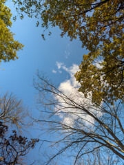 Autumn Bare Tree Branches Blue Sky Frame
