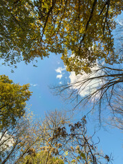 Autumn Leaves Bare Branches Framing Blue Sky