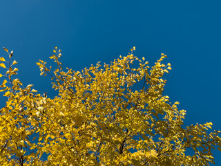 Vibrant Golden Yellow Autumn Leaves Blue Sky