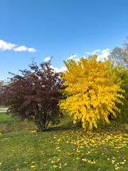 Autumn Red Yellow Bushes Contrasting Foliage Park