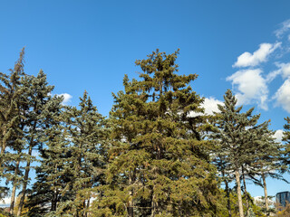 Pine Tree Tops Clear Blue Sky Autumn Forest