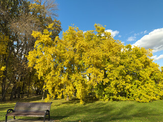 Park Bench Golden Yellow Autumn Tree Clear Sky